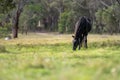 Beautiful Horse in a field on a farm in Australia. Horses in a meadow