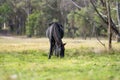 Beautiful Horse in a field on a farm in Australia. Horses in a meadow