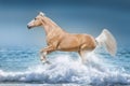 Beautiful horse free run in water Royalty Free Stock Photo