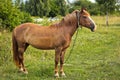 Beautiful horse in the garden. Horse close up Royalty Free Stock Photo