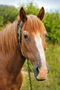 Beautiful horse in the garden. Horse close up Royalty Free Stock Photo