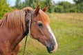 Beautiful horse in the garden. Horse close up Royalty Free Stock Photo