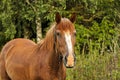 Beautiful horse in the garden. Horse close up Royalty Free Stock Photo