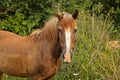 Beautiful horse in the garden. Horse close up Royalty Free Stock Photo