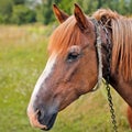 Beautiful horse in the garden. Horse close up Royalty Free Stock Photo