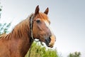 Beautiful horse in the garden. Horse close up Royalty Free Stock Photo