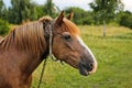 Beautiful horse in the garden. Horse close up Royalty Free Stock Photo