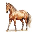 A beautiful horse going in the field on a white background, watercolor painting Royalty Free Stock Photo