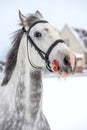 Beautiful horse gray color portrait close-up