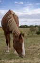 Beautiful Horse Grazes Hill Country Pasture