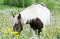 beautiful horse grazes in meadow