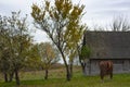 A beautiful horse grazes near an old, abandoned wooden house. Autumn landscape with a brown horse Royalty Free Stock Photo