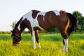 Beautiful horse grazing in a meadow at sunset Royalty Free Stock Photo