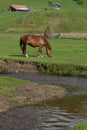 Beautiful horse on a green grass field near mountain water stream Royalty Free Stock Photo