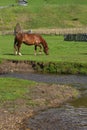 Beautiful horse on a green grass field near mountain water stream Royalty Free Stock Photo