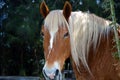 Beautiful Horse Royalty Free Stock Photo