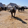 Beautiful horse Berbers in Morocco 4 - image jpeg