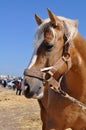 Beautiful horse head Image - image jpeg Royalty Free Stock Photo