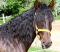 Beautiful horse head closeup with reins during training Royalty Free Stock Photo