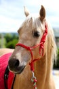 Beautiful horse head closeup with reins during training Royalty Free Stock Photo