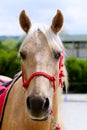 Beautiful horse head closeup with reins during training Royalty Free Stock Photo