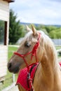 Beautiful horse head closeup with reins during training Royalty Free Stock Photo