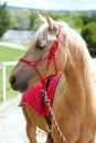 Beautiful horse head closeup with reins during training Royalty Free Stock Photo