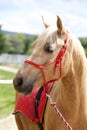 Beautiful horse head closeup with reins during training Royalty Free Stock Photo