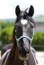 Beautiful horse head closeup with reins during training Royalty Free Stock Photo