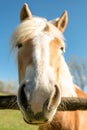 beautiful horse head portrait, funny close-up Royalty Free Stock Photo