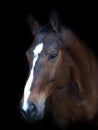 Beautiful Horse Head Shot Royalty Free Stock Photo