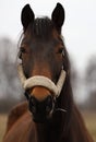 Horse on the catwalk,portrait