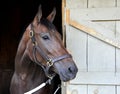 Beautiful horse Royalty Free Stock Photo