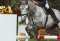 Beautiful horse jumping