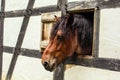 A beautiful horse looking out of the window of a half-timbered house