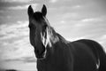 Beautiful Horse Peers into Camera Lens