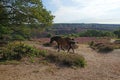 Beautiful horse in a magnificent heathland Royalty Free Stock Photo