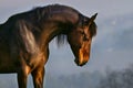 Beautiful horse in morning fog Royalty Free Stock Photo