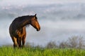 Beautiful horse in morning fog Royalty Free Stock Photo