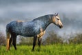 Beautiful horse in morning fog Royalty Free Stock Photo