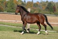 Beautiful horse on a paddock Royalty Free Stock Photo