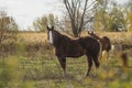 Beautiful horse on the pasture Royalty Free Stock Photo