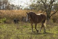 Beautiful horse on the pasture Royalty Free Stock Photo