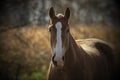 Beautiful horse on the pasture Royalty Free Stock Photo