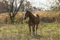 Beautiful horse on the pasture Royalty Free Stock Photo