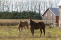 Beautiful horse on the pasture Royalty Free Stock Photo