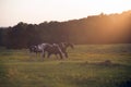 Beautiful horse on the pasture at sunset in south carolina moun Royalty Free Stock Photo