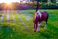 Beautiful horse on the pasture at sunset in south carolina moun Royalty Free Stock Photo
