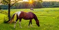 Beautiful horse on the pasture at sunset in south carolina moun Royalty Free Stock Photo