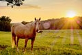 Beautiful horse on the pasture at sunset in south carolina moun Royalty Free Stock Photo